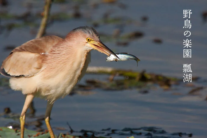 野鳥の楽園瓢湖