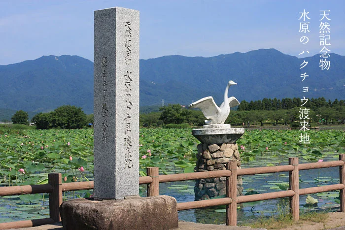 天然記念物 水原のハクチョウ渡来地