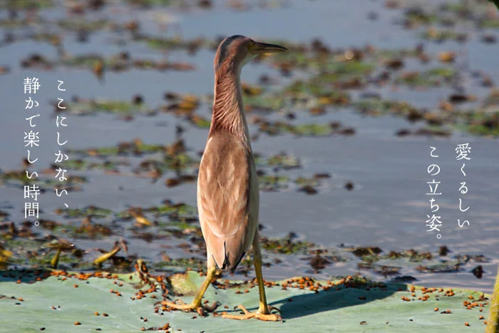 ここにしかない静かで楽しい時間