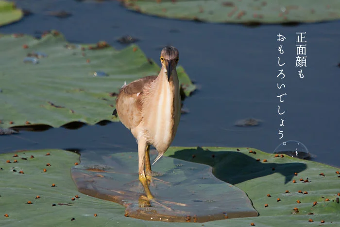 正面顔も面白いヨシゴイ